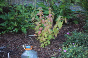 IMG_1879.JPG