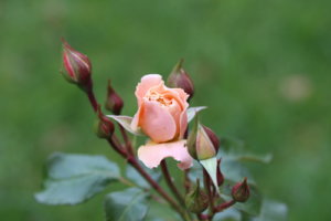 IMG_2163.JPG