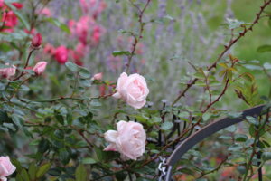 IMG_2160.JPG