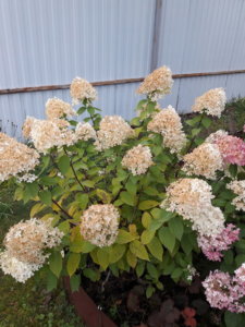 20190930_101025.jpg