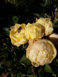 20191001_135200.jpg