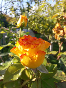 20191001_135150.jpg