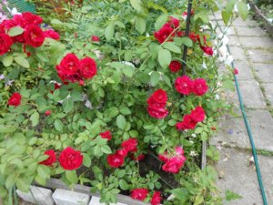 DSCN2286.jpg