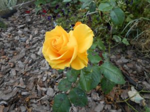 DSCN2371.jpg