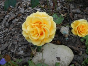 DSCN2372.jpg