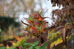 IMG_2276.JPG