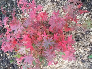 IMG_20191028_103351.jpg
