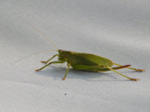 DSCN0320.JPG