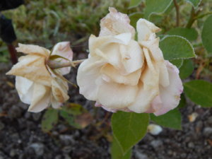 DSCN0275.JPG