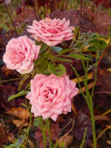 DSCN0276.JPG