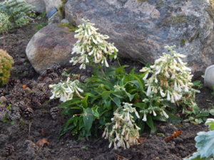 DSCN0278.JPG