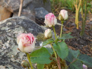 DSCN0299.JPG