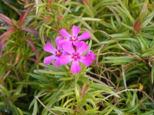 DSCN0317.JPG