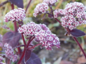 DSCN0283.JPG