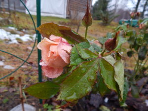 DSCN0323.JPG