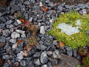 DSCN0333.JPG