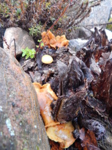 DSCN0341.JPG