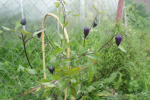 DSC05320.JPG