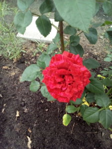 IMG_20170627_144721.jpg