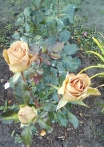 IMG_20170710_211755_761.jpg