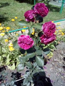 IMG_20170708_113806.jpg