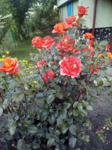 IMG_20170708_113745 - копия.jpg