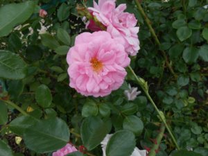 DSCN2292.jpg