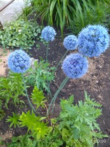 IMG_20190706_205057.jpg