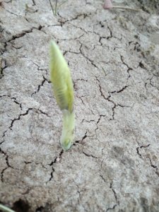 IMG_20200321_232318_708.jpg