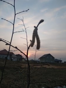 IMG_20200328_190941.jpg