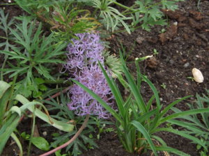 2016.07.07 Уч.№1 Мускари Muscari plumosum.muskary_6.JPG