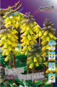 Muscari Golden Fragrance 1 лук 29,9 (с 15%) Заказ 10 шт в Подмосковье почти не зимует он.jpg