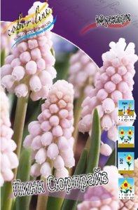 Muscari Pink Sunrise 1 лук 58,65 (с 15%) Заказ 5 шт .jpg