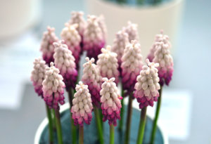 сорт Gul Delight _ 33346f.jpg