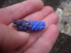 2016.25. МАЯ Мускари (2)Мускари широколистный (Muscari latifolium) ф_.jpg