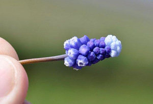 Muscari Maxabel мини у Korifey ЭКСПЕРТ (Сергей Коваленко Московская обл.).jpg