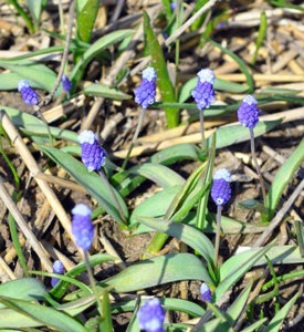 Muscari Maxabel 2 мини у Korifey ЭКСПЕРТ (Сергей Коваленко Московская обл.)  7b3e48.jpg