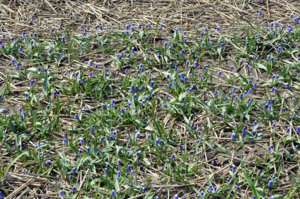 Muscari Maxabel мини у Korifey ЭКСПЕРТ (Сергей Коваленко Московская обл.) — копия.jpg