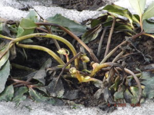 DSCF5688.JPG