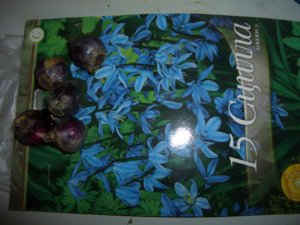 Луковичные 008.JPG