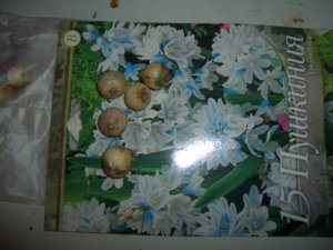 Луковичные 016.JPG