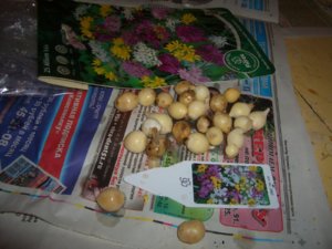 Allium Mix (1).JPG