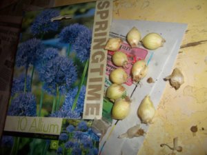Лук декоративный Голубой Керулеум (Allium Caeruleum) (2).JPG