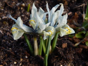 DSCN0403.JPG