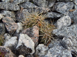 DSCN0423.JPG