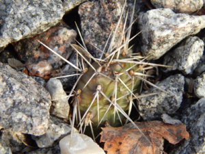 DSCN0424.JPG