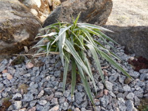 DSCN0429.JPG