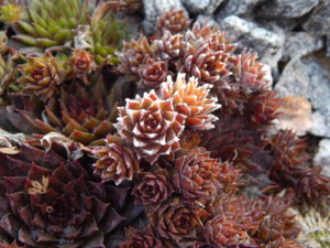 DSCN0426.JPG