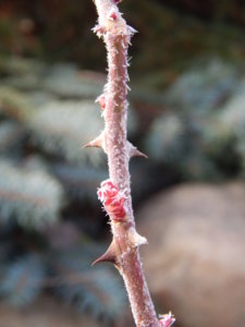 DSCN0452.JPG