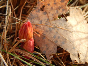 DSCN0459.JPG